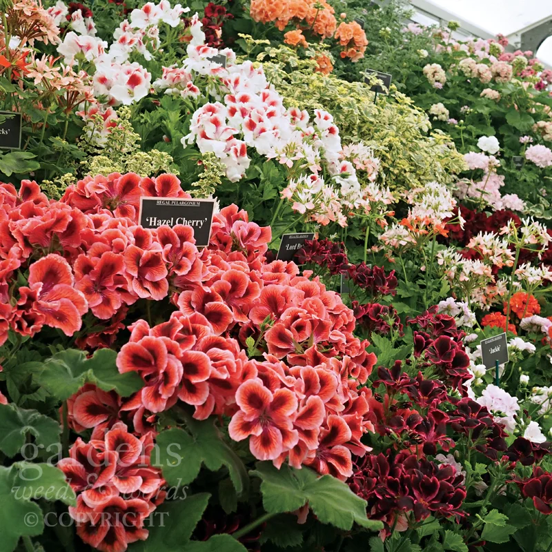 Pelargoniums from Fibrex Nurseries at RHS Hampton Court Flower Show, the yellow and green variegation of 'Cy's Sunburst' (left, above 'Hazel Cherry') and 'Phyllis' (above, to the right) contrasting with more glaucous toned foliage. 