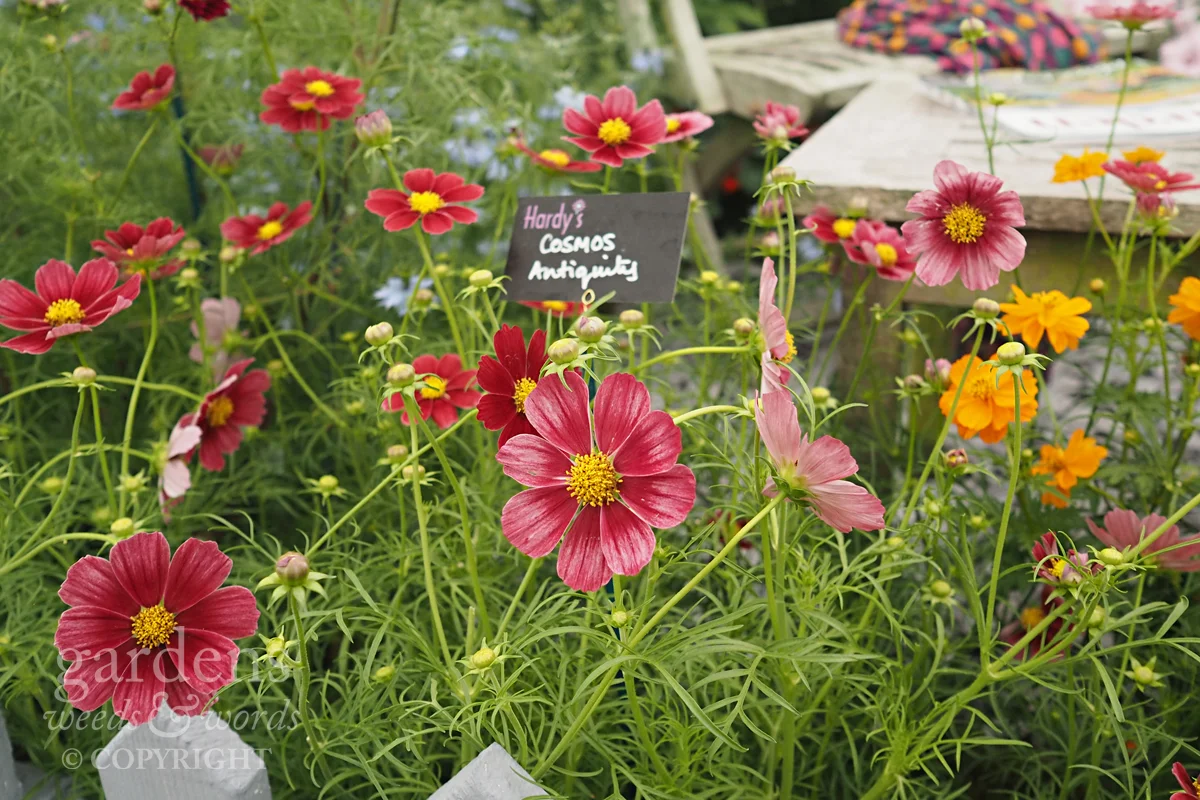 Detail from the Hardy’s Cottage Garden Plants stand at RHS Hampton Court Flower Show.