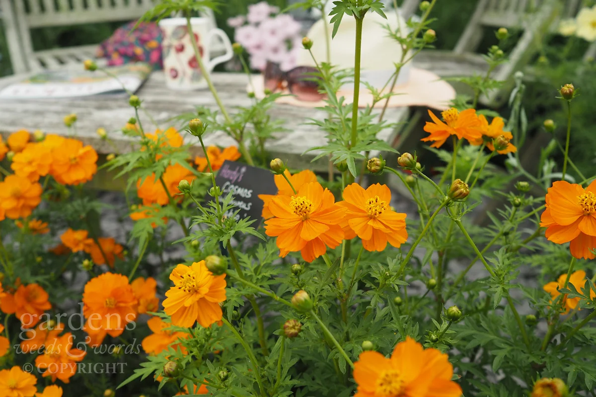 Detail from the Hardy’s Cottage Garden Plants stand at RHS Hampton Court Flower Show.