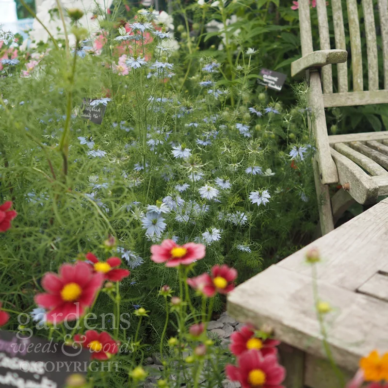 Detail from the Hardy’s Cottage Garden Plants stand at RHS Hampton Court Flower Show.