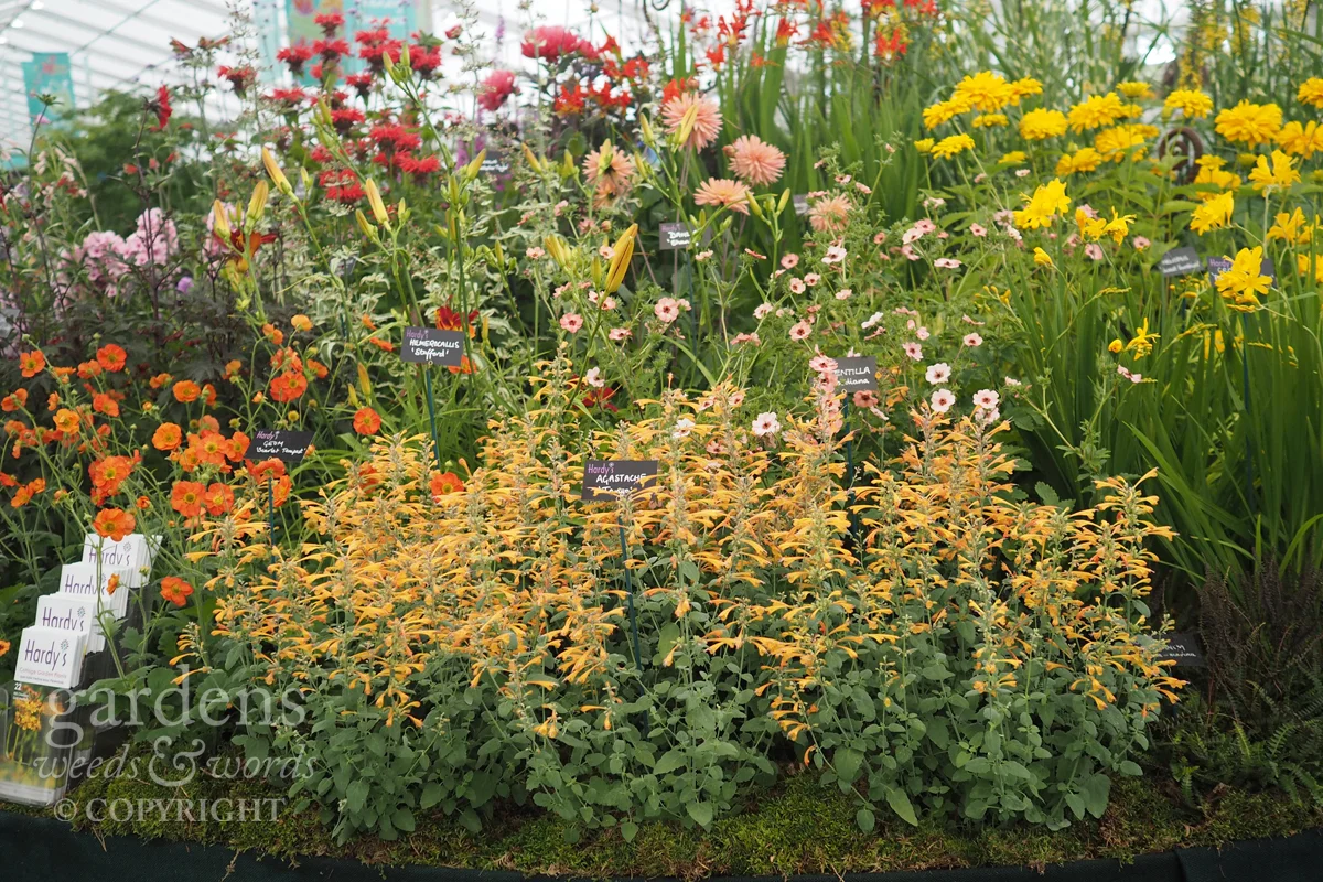 Detail from the Hardy’s Cottage Garden Plants stand at RHS Hampton Court Flower Show.
