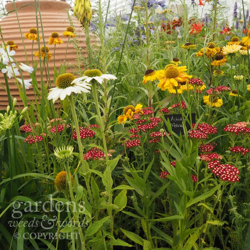 Detail from the Todd’s Botanics stand at RHS Hampton Court Flower Show.