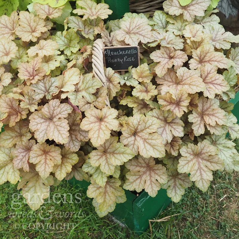 Detail from the H eucheraholics stand at RHS Hampton Court Flower Show.