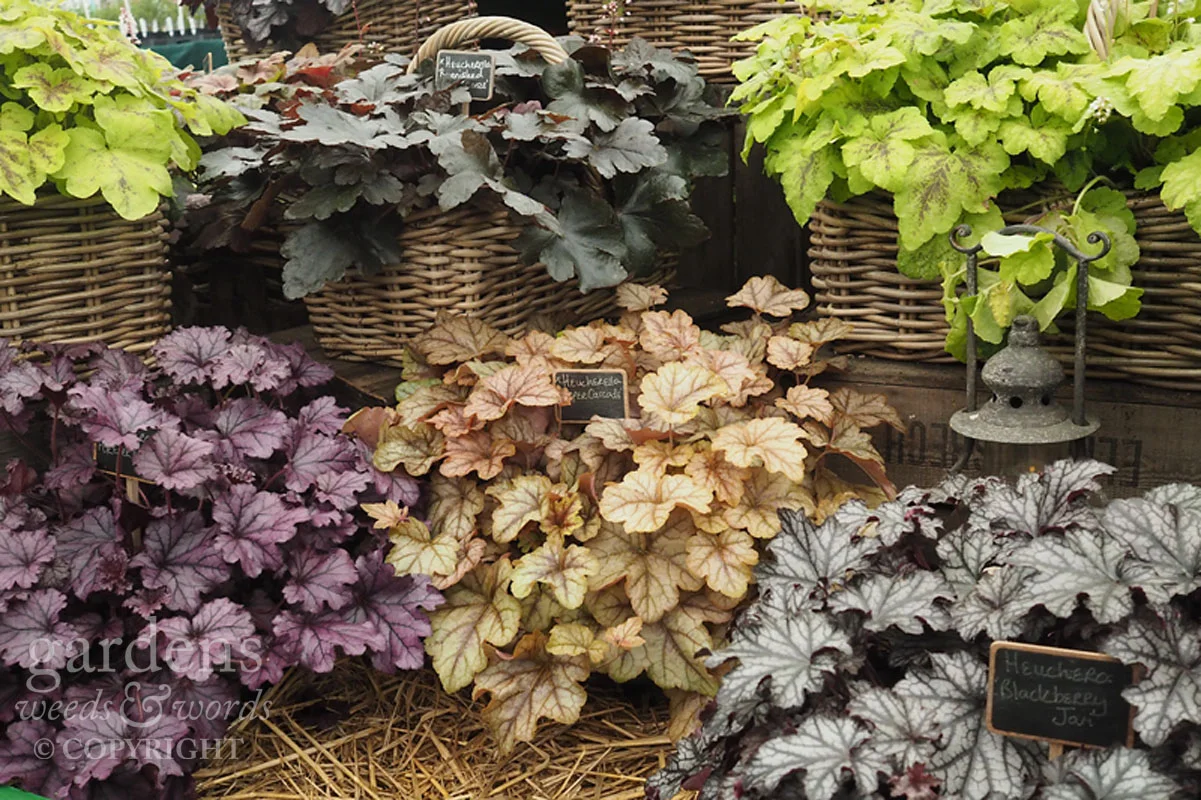 Detail from the H eucheraholics stand at RHS Hampton Court Flower Show.