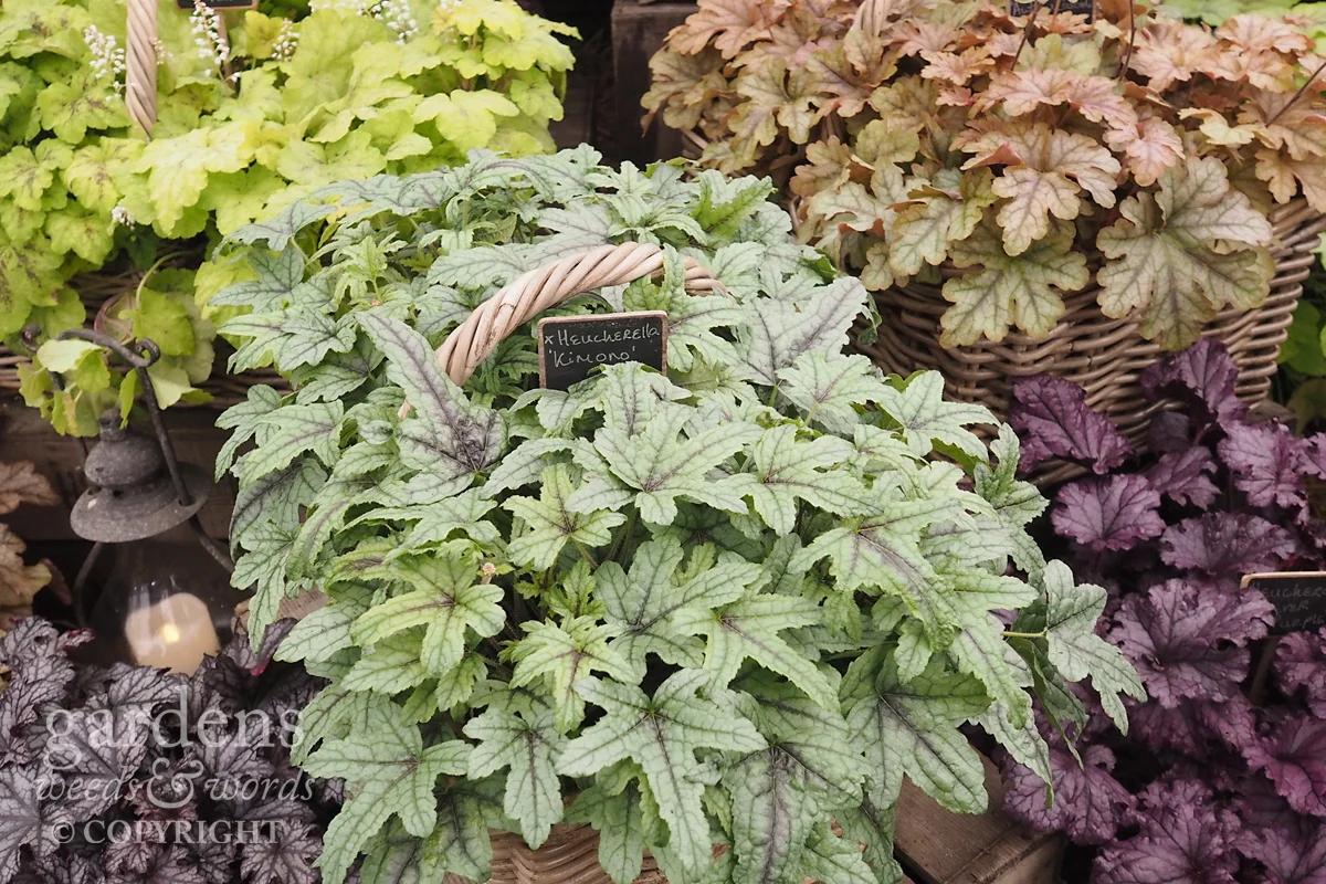 Detail from the H eucheraholics stand at RHS Hampton Court Flower Show.