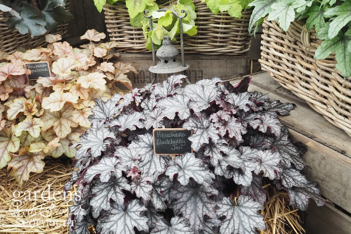 Detail from the H eucheraholics stand at RHS Hampton Court Flower Show.