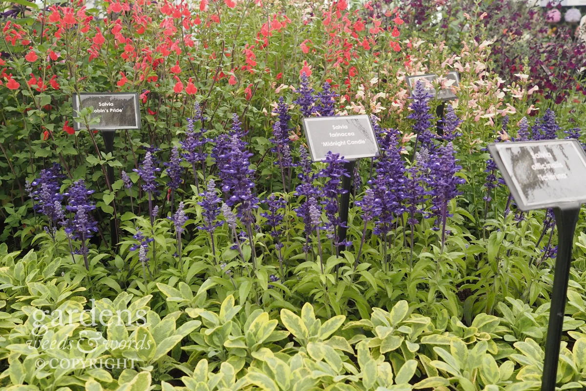 Detail from the Dysons Nurseries stand at RHS Hampton Court Flower Show.