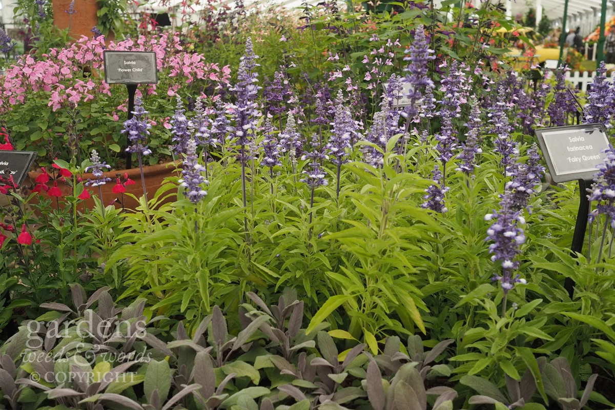 Detail from the Dysons Nurseries stand at RHS Hampton Court Flower Show.