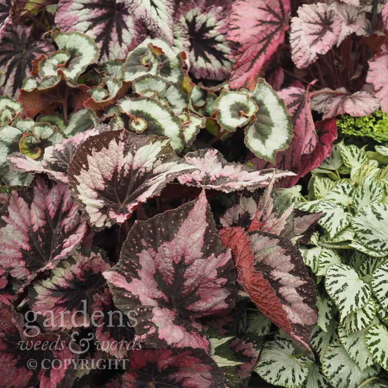 Detail from the Dibleys stand at RHS Hampton Court Flower Show.