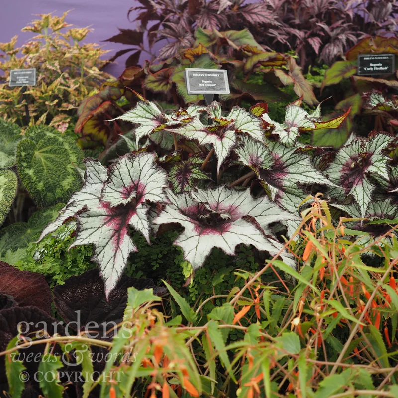 Detail from the Dibleys stand at RHS Hampton Court Flower Show.