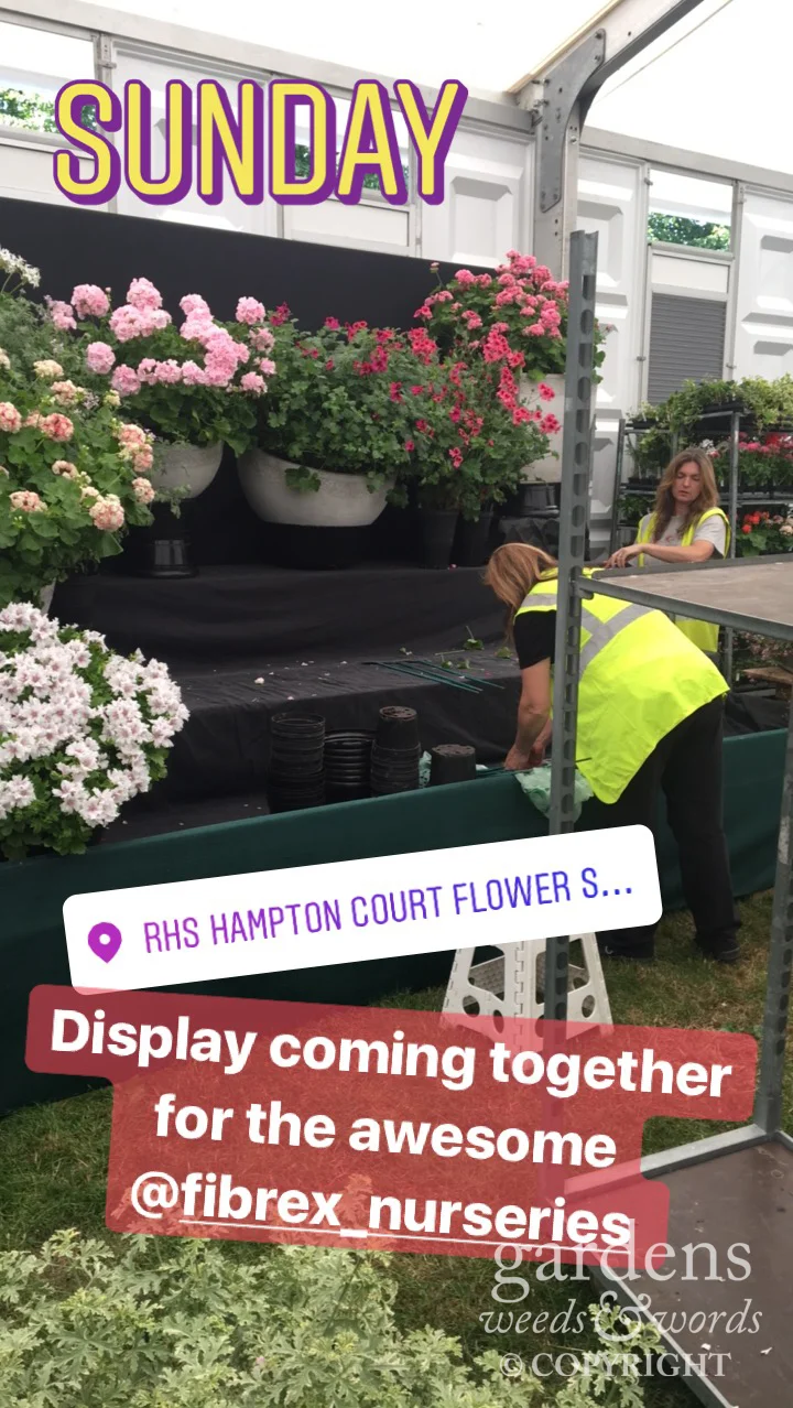 Stolen from my Instagram stories . Progress on the Fibrex Nurseries stand at RHS Hampton Court Flower Show