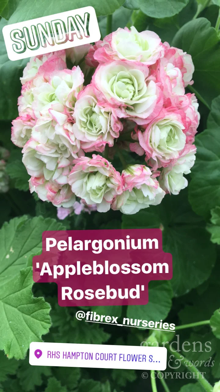 Stolen from my Instagram stories . Pelargonium 'Appleblossom Rosebud' from Fibrex Nurseries stand at RHS Hampton Court Flower Show