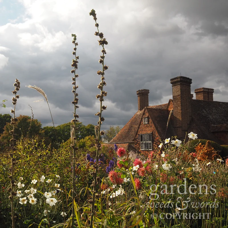 diary_dixter_autumn01.jpg