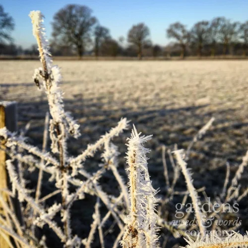 first_frost_03.jpg