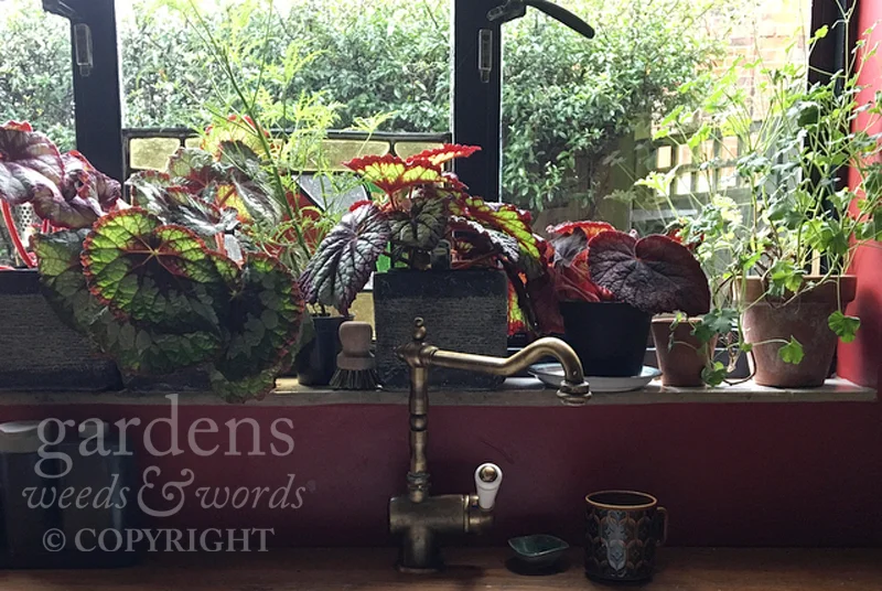 houseplants_window.jpg