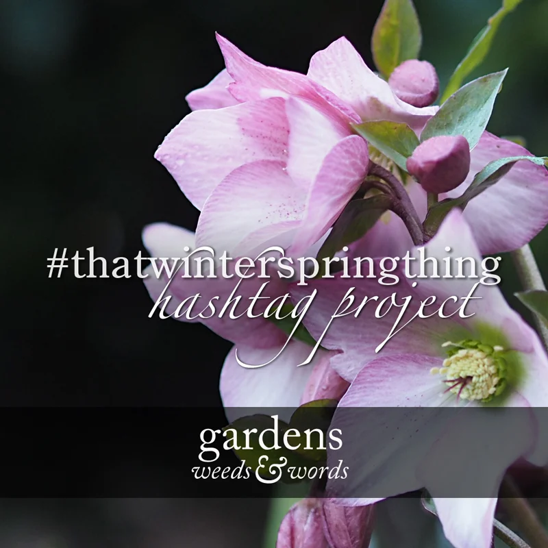 #thatwinterspringthing hashtag project