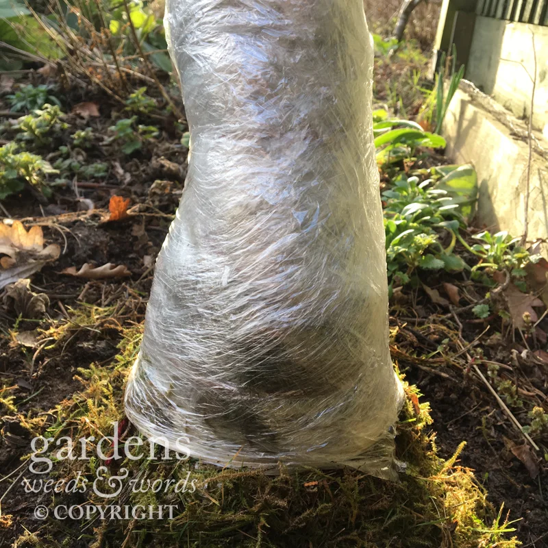 Clingfilm wrapped around the moss to keep it in place and hold moisture in.