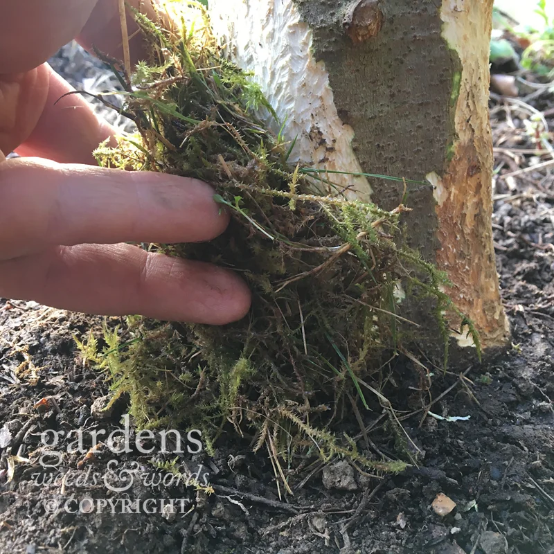 Using moss around the wound caused by the rabbit damage to create an environment in which we hope the bark will begin to heal