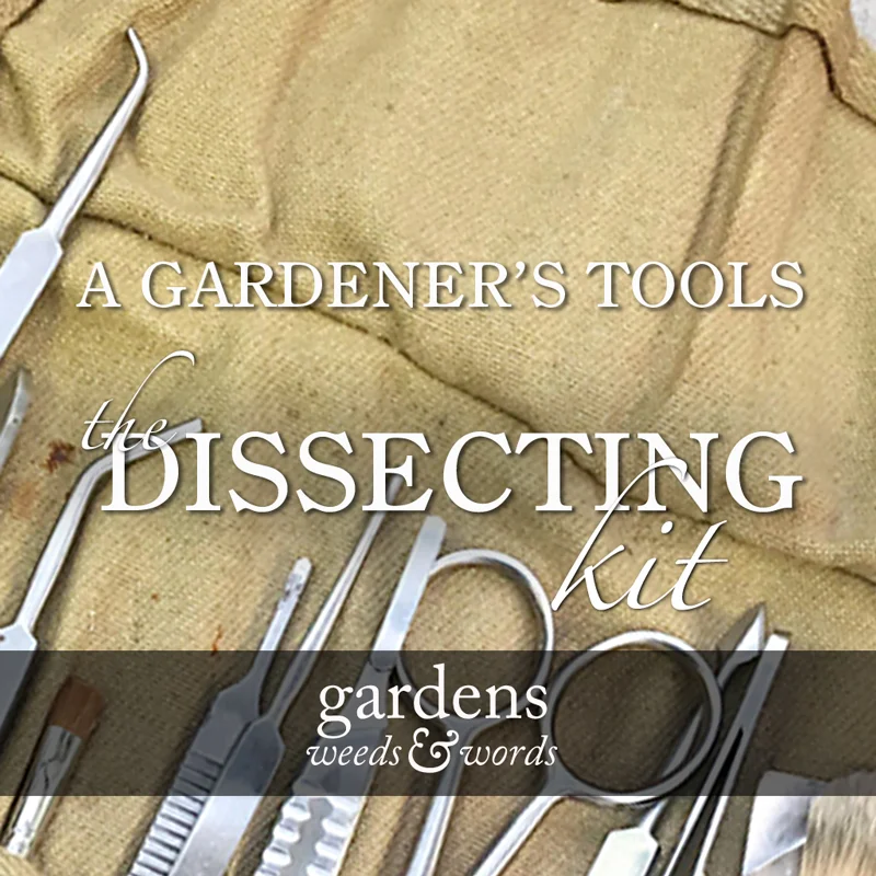 A gardener’s tools: the dissecting kit