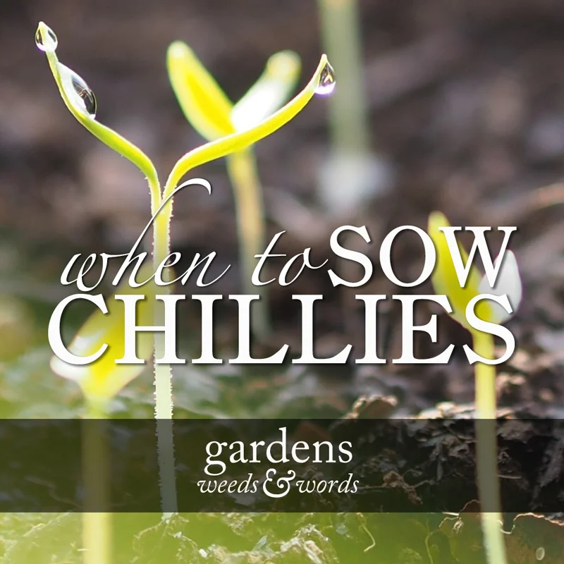 When to sow chillies
