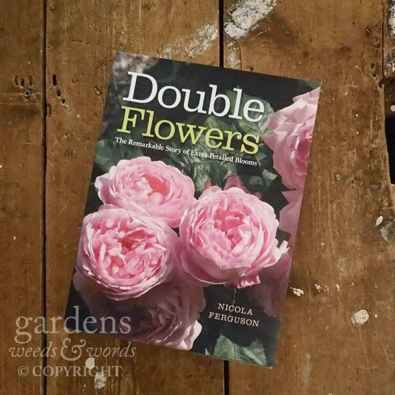 Double Flowers by Nicola Ferguson