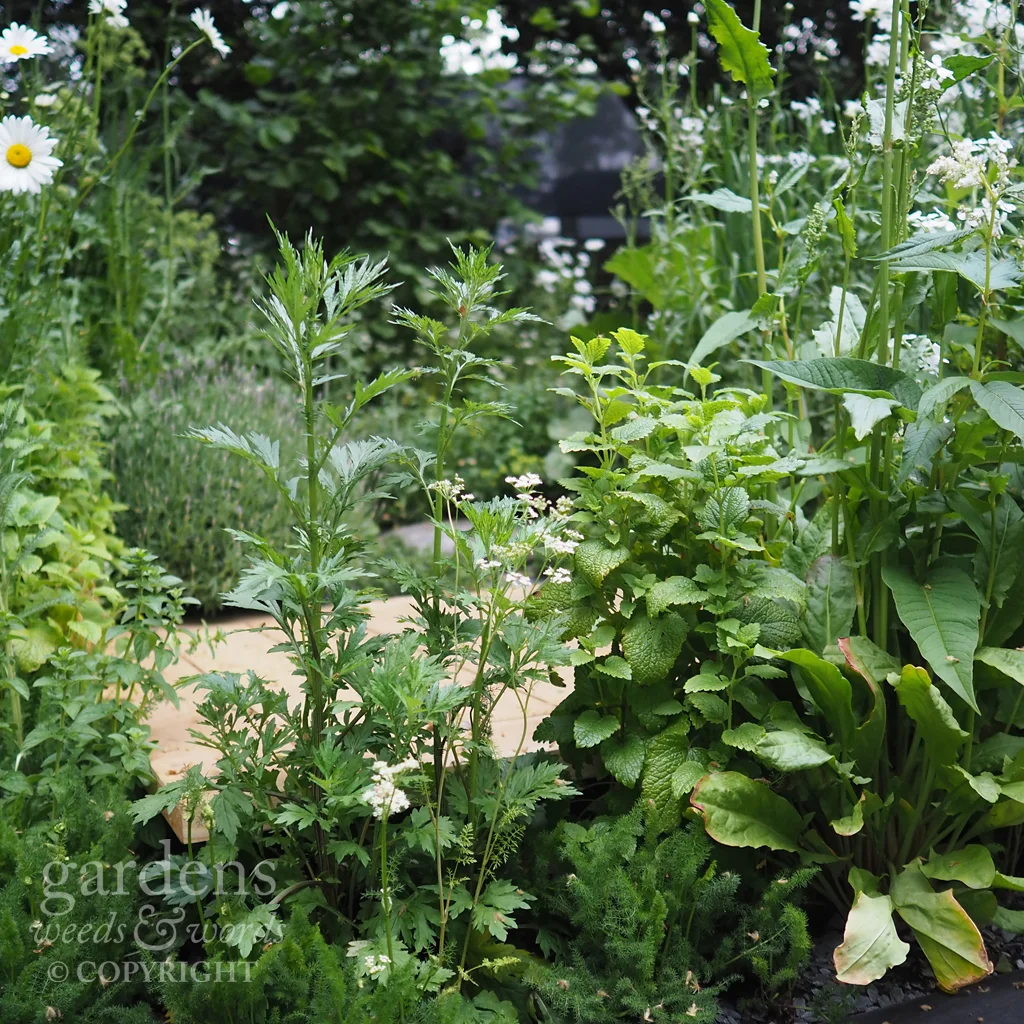 Detail from the Viking Cruises Wellness garden by Paul Hervey-Brookes, RHS Chelsea Flower Show 2018