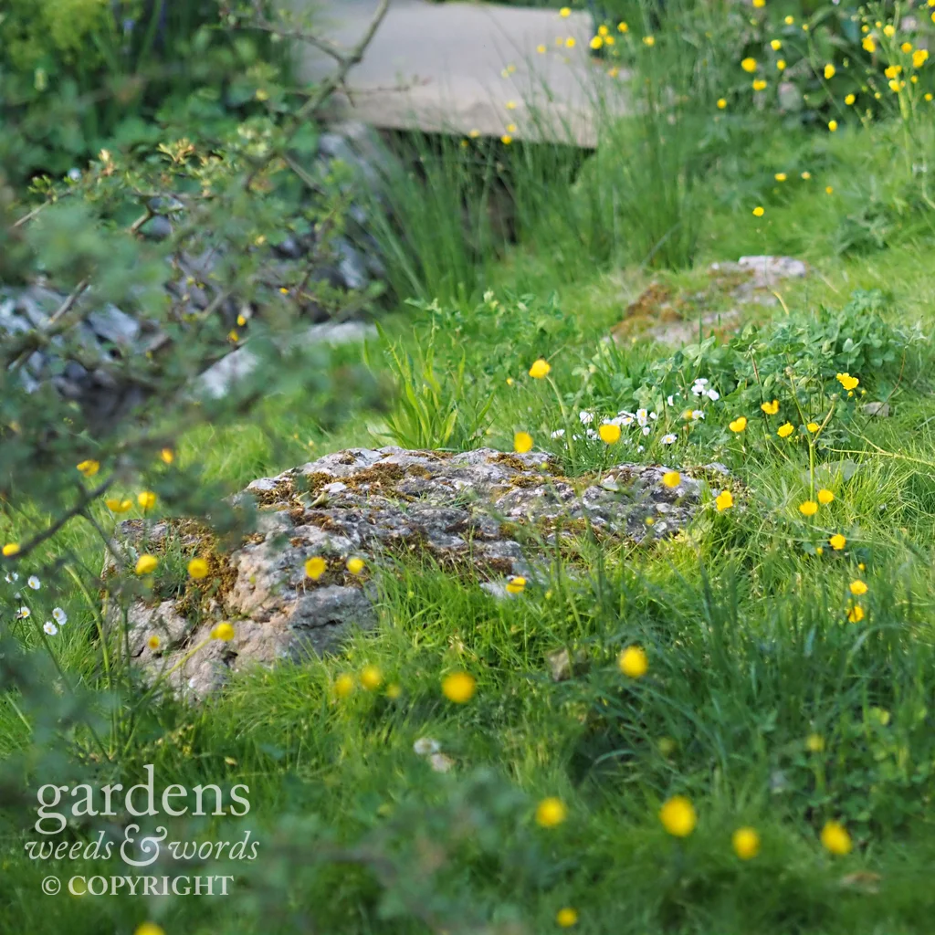 Detail from the Welcome to Yorkshire garden from Mark Gregory , RHS Chelsea Flower Show 2018