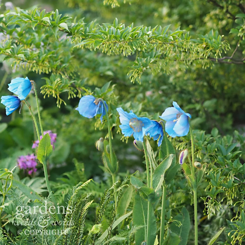 Blue poppies and ferns beneath Styrax. Detail from Chris Beardshaw’s garden for the NSPCC , RHS Chelsea Flower Show 2018