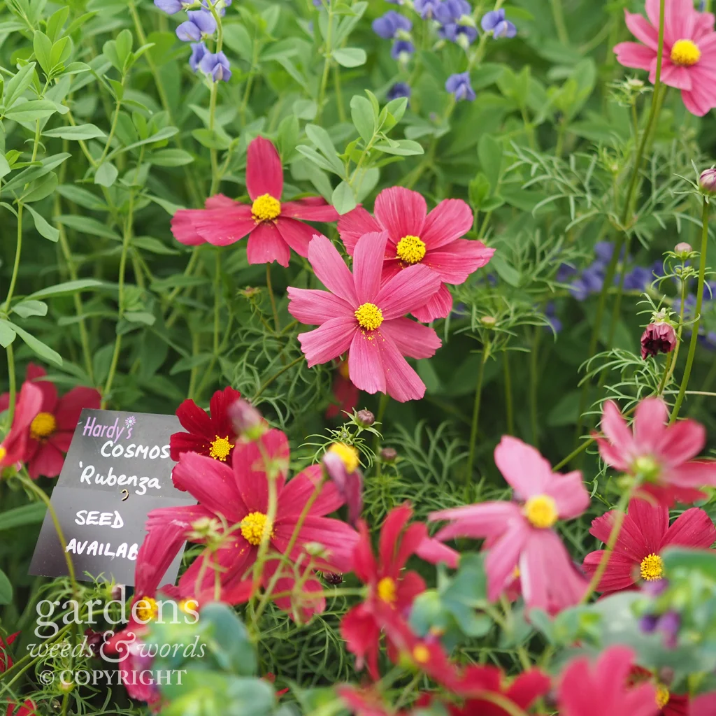 Annual cosmos on the Hardy’s Cottage Garden Plants stand at RHS Chelsea 2018