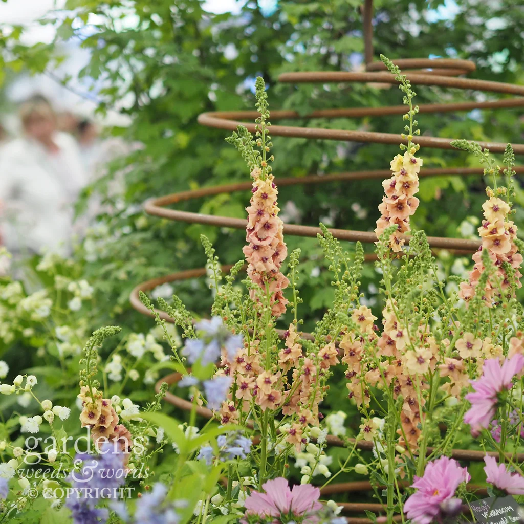Verbascum 'Cotswold Beauty' on the Hardy’s Cottage Garden Plants stand at RHS Chelsea 2018