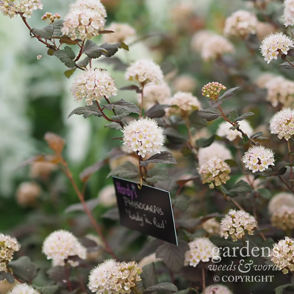 Physocarpus 'Lady in Red' on the Hardy’s Cottage Garden Plants stand at RHS Chelsea 2018