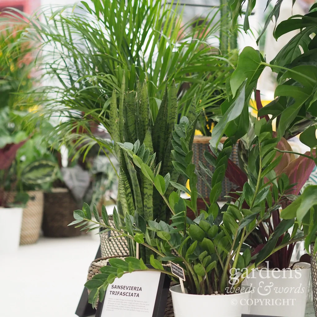 Detail from the Indoor Garden Design and IKEA stand at RHS Chelsea Flower Show 2018