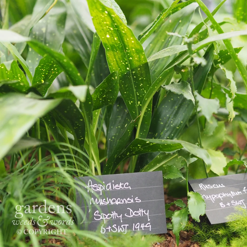 Aspidistras on the the Crûg Farm Plants stand at the RHS Chelsea Flower Show 2018