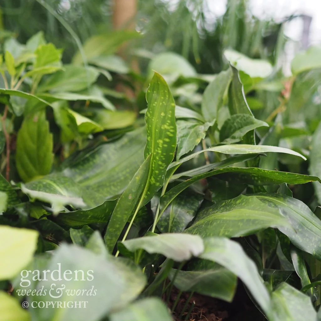 Aspidistras on the the Crûg Farm Plants stand at the RHS Chelsea Flower Show 2018