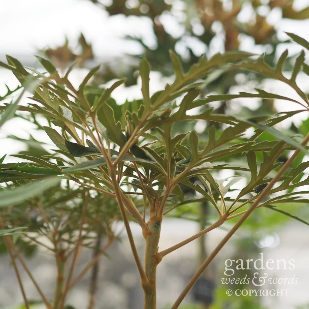 Osteopanax equadoriensis on the the Crûg Farm Plants stand at the RHS Chelsea Flower Show 2018
