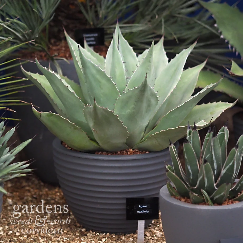 Detail from the Palms-Exotics stand at the RHS Chelsea Flower Show 2018