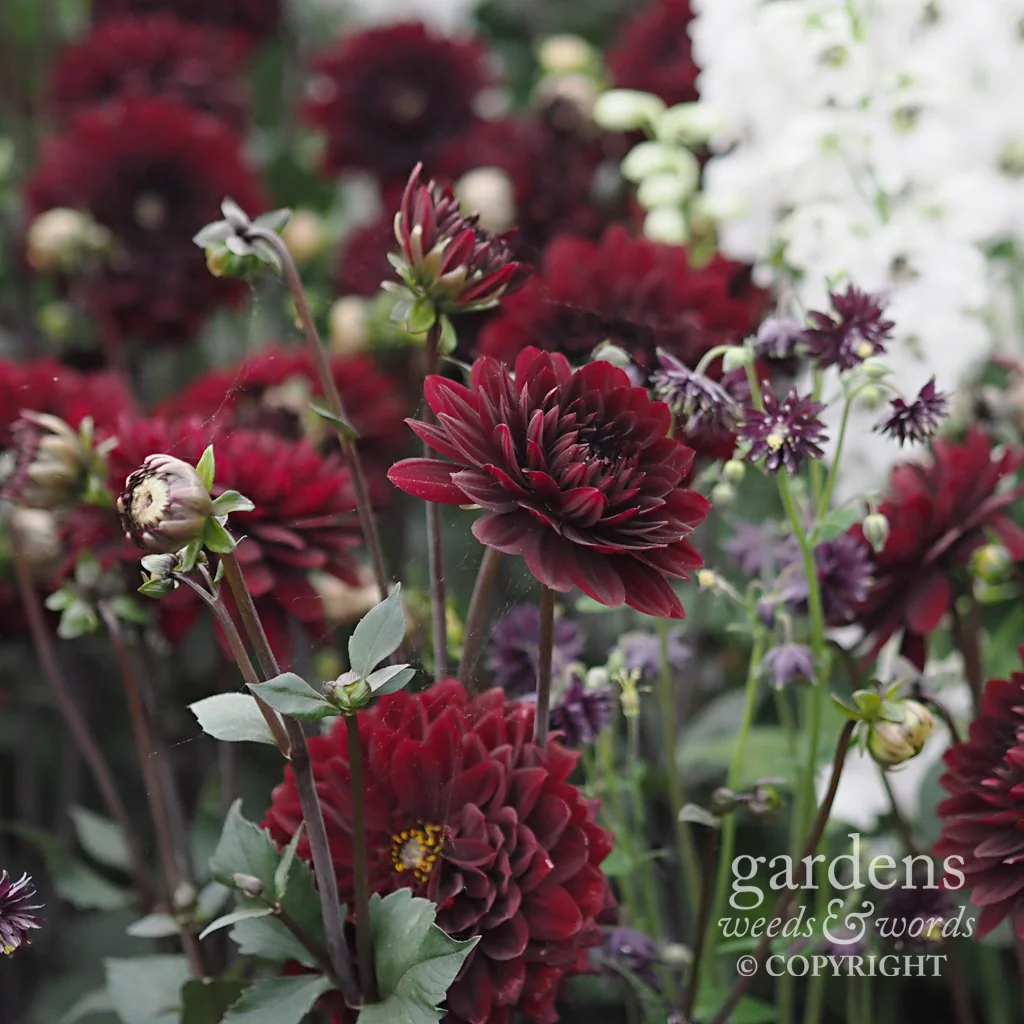 Detail from the National Dahlia Collection stand at the RHS Chelsea Flower Show 2018
