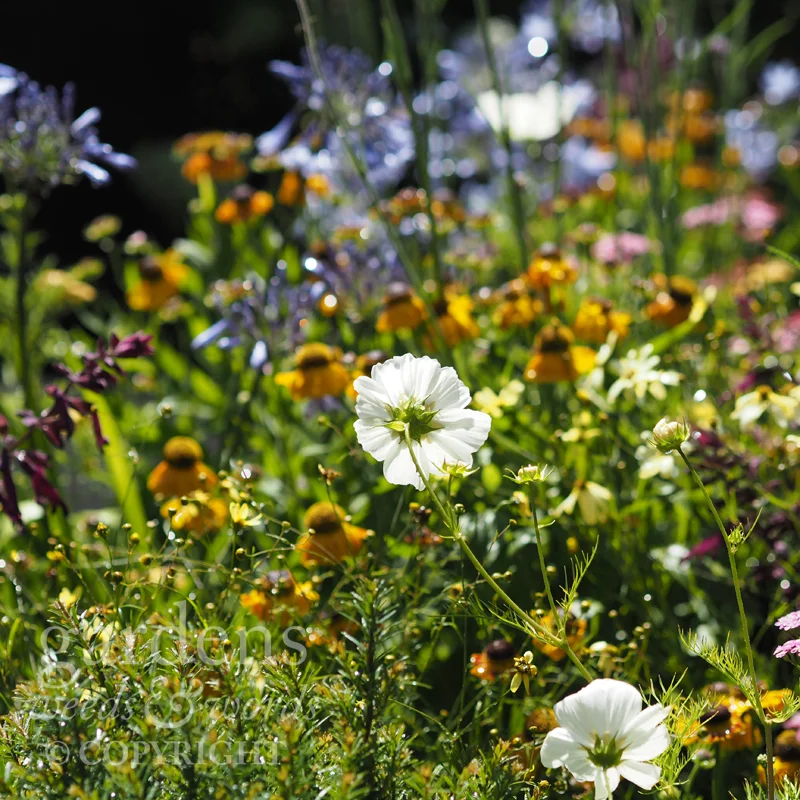When the backs of your flowers are as good as the fronts . Detail from Charlie Bloom’s Brilliance in Bloom garden at the RHS Hampton Court Flower Show 2018
