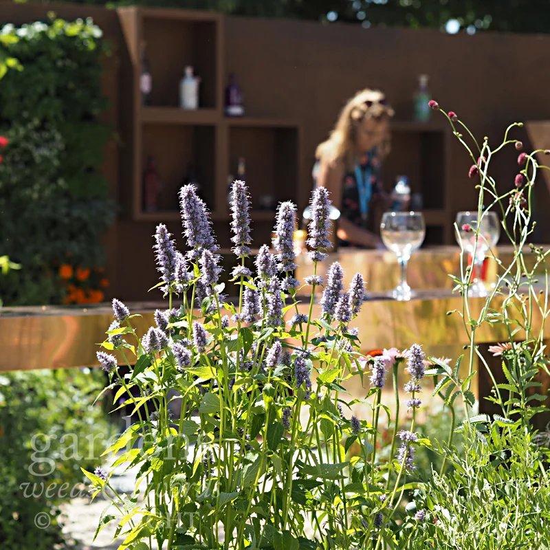 Detail from Entertaining Garden by Anca Panait at the RHS Hampton Court Flower Show 2018