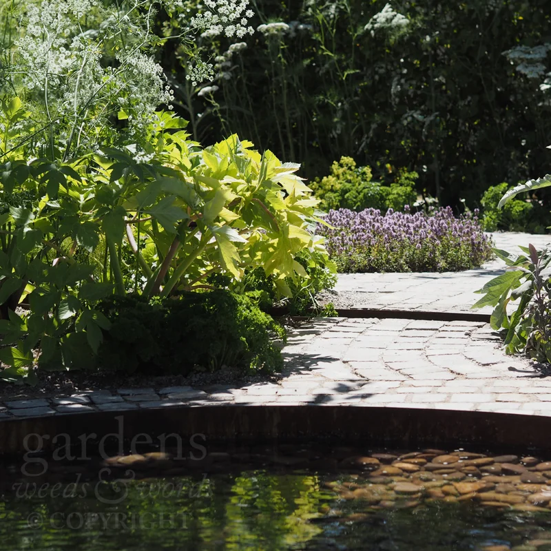 Detail from Alexandra Noble’s Health & Wellbeing Garden at the RHS Hampton Court Flower Show 2018