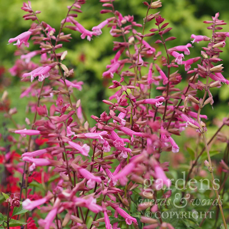 Salvia ‘Kisses and Wishes’
