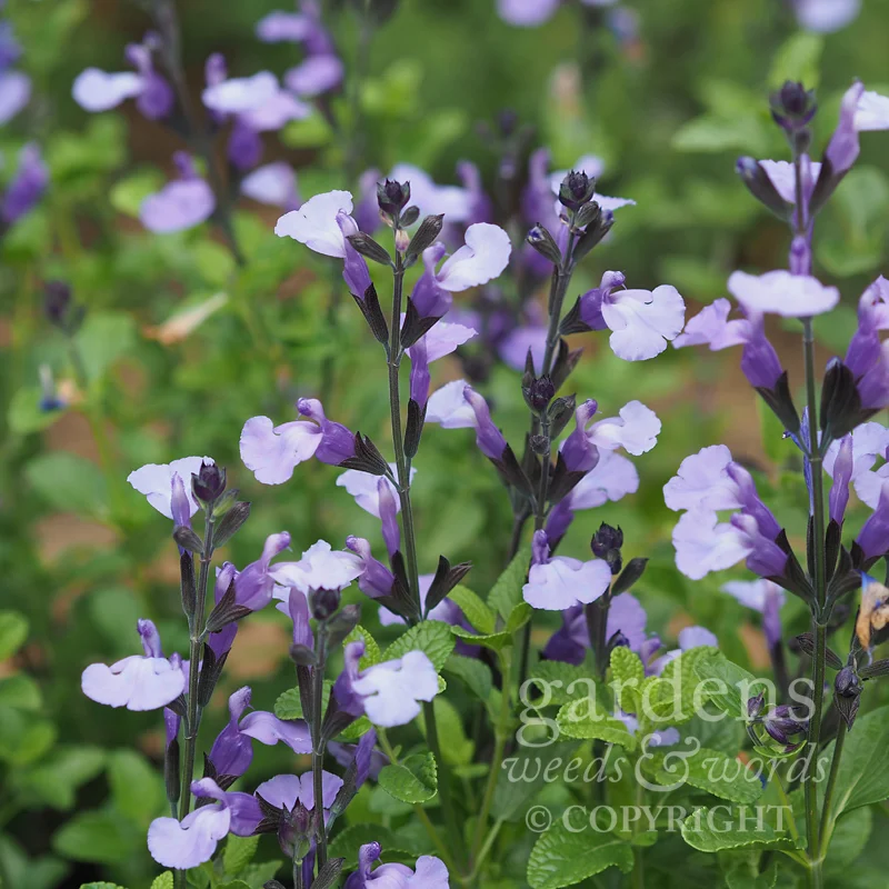 Salvia ‘So Cool Pale Blue’
