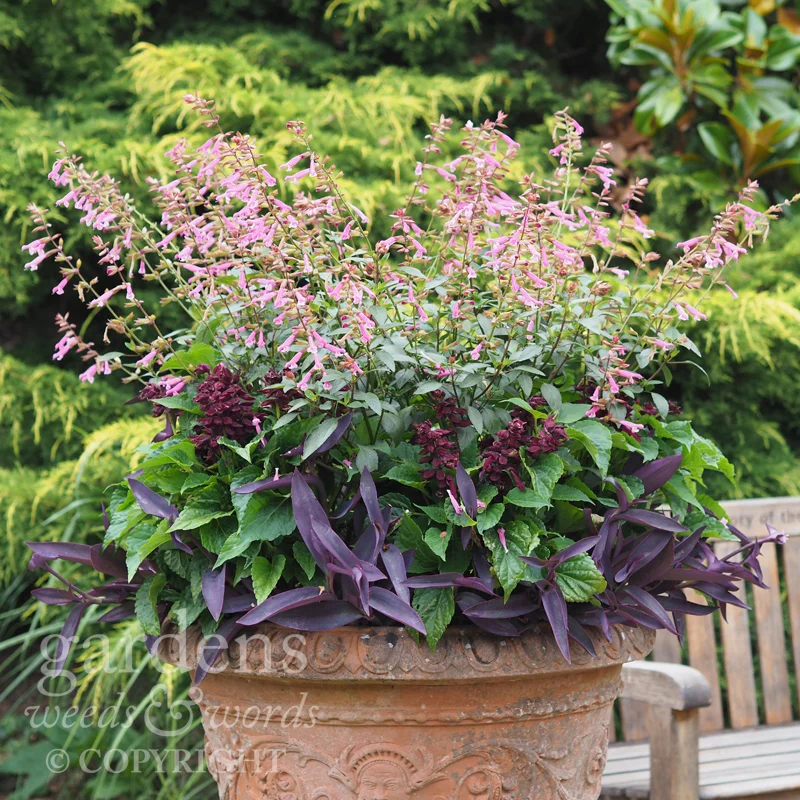 A container display at Great Comp with Salvia 'Kisses and Wishes' and S. spendens 'Go-Go Purple'