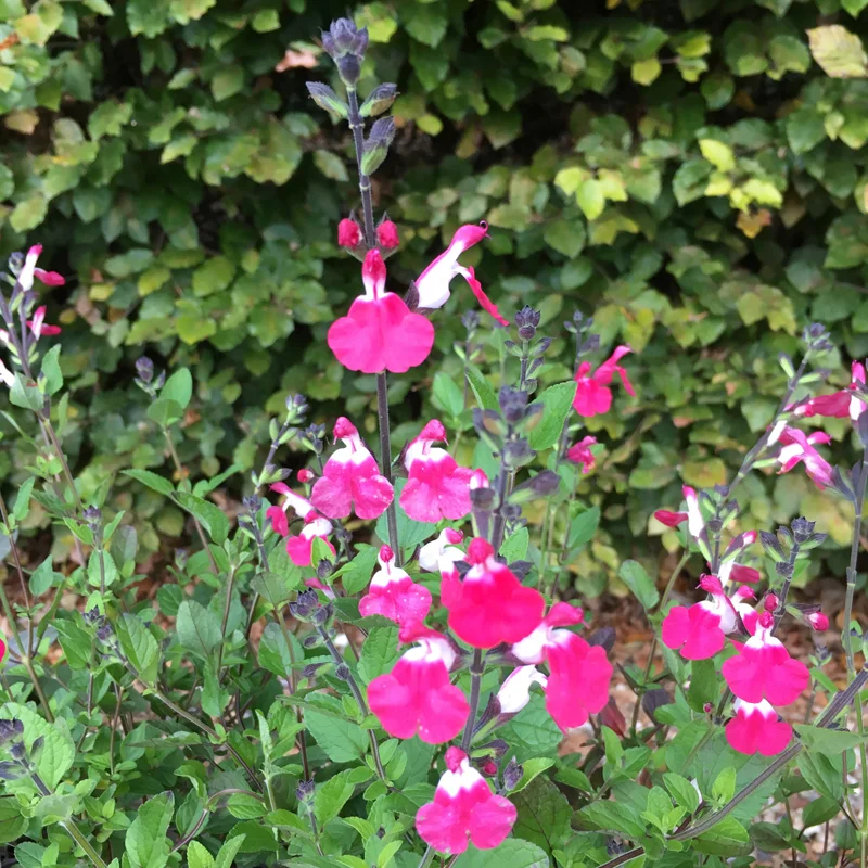 Salvia ‘Pink Lips (Jeremy)’
