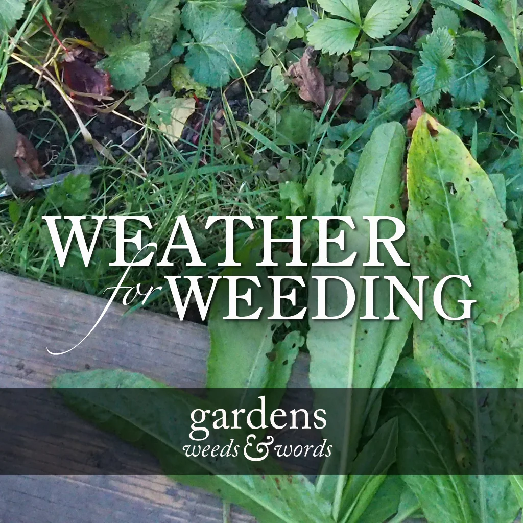 GWW_weeding_weather_HEADING.jpg