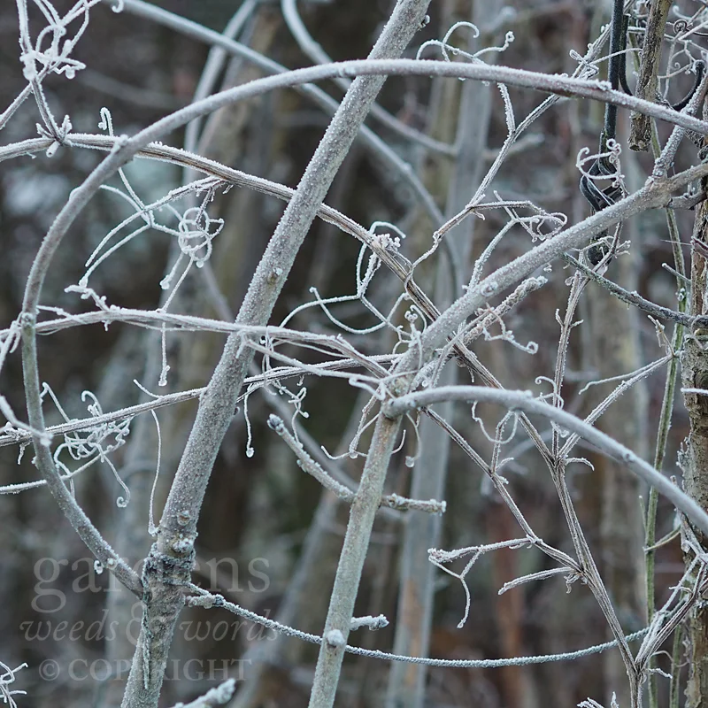 Maybe this should have been tidied away in autumn. But I’m glad it wasn’t.