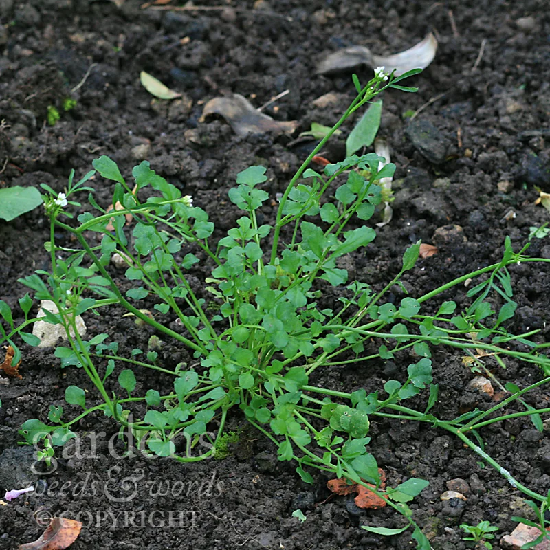 GWW-gardeninspo-day006.jpg