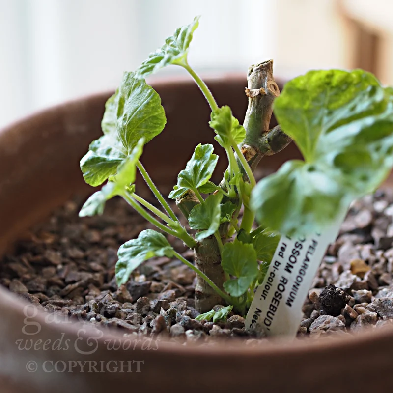 GWW-gardeninspo-day012.jpg