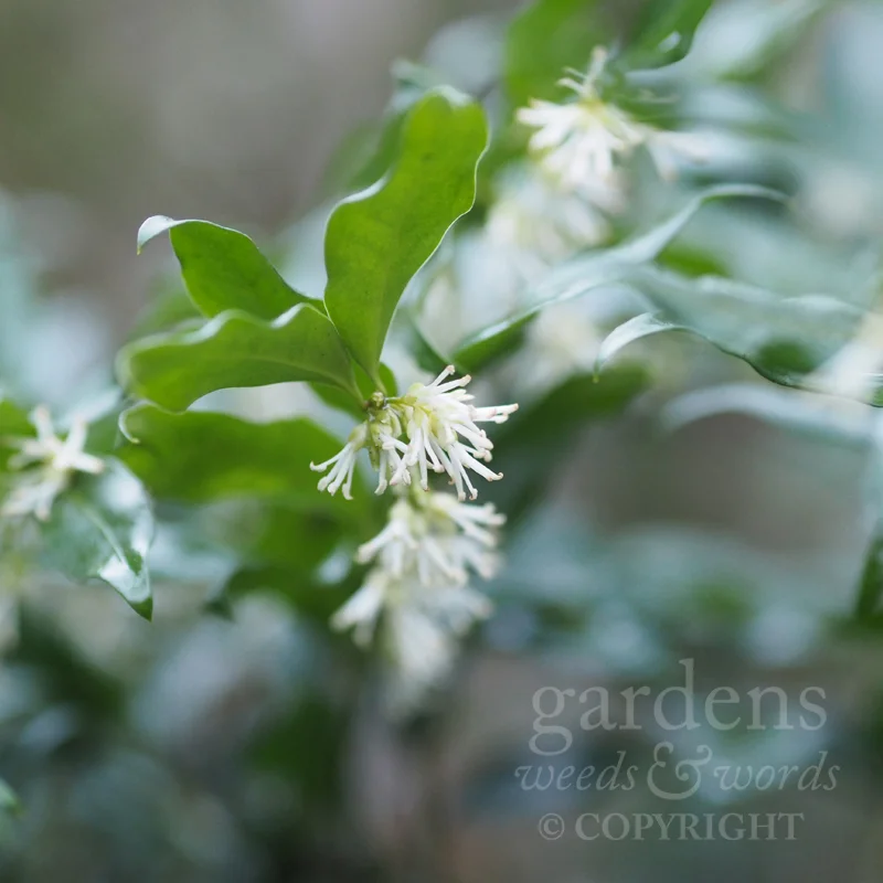 GWW-gardeninspo-day014.jpg