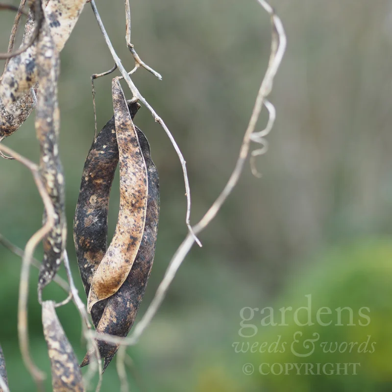 GWW-gardeninspo-day016.jpg